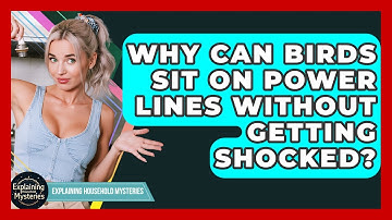 Why Can Birds Sit On Power Lines Without Getting Shocked? - Explaining Household Mysteries