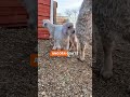 The Pygora goat is known for its soft fiber, gentle nature, and unique appearance.