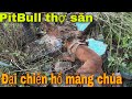 PitBull Thợ Săn Số 1 Việt Nam| PitBull trở lại | SBATVC