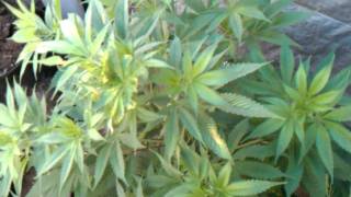 Organic Grower Vs Chem Grower: Flower Power Bloom 2