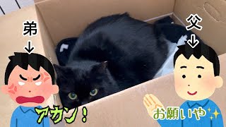 ワクチンが終わった保護した黒猫の事で実家が揉めている様です…