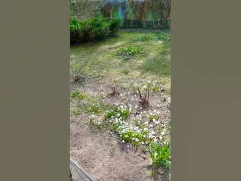 🌱🍀🌞Травка зеленеет, солнышко блестит... В Питере сегодня было жарко ...