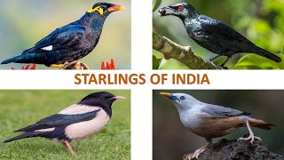 Starlings of India 🇮🇳 | Mynas | Indian Birds