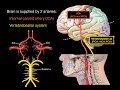 Blood supply to the brain