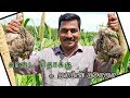 கம்பு காட்டில் காடை சமையல்  - மாம்ஸ் மசாலா | Quail Pepper Roast | HEALTH  BENIFITS