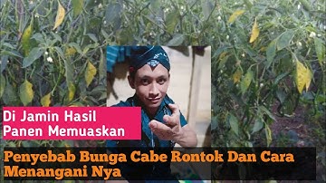 Cara Mengatasi Kerontokan Bunga Pada Tanaman Cabe Rawit Dan buah nya