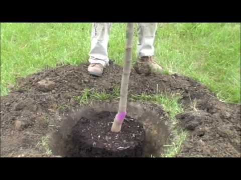 How to plant a potted tree