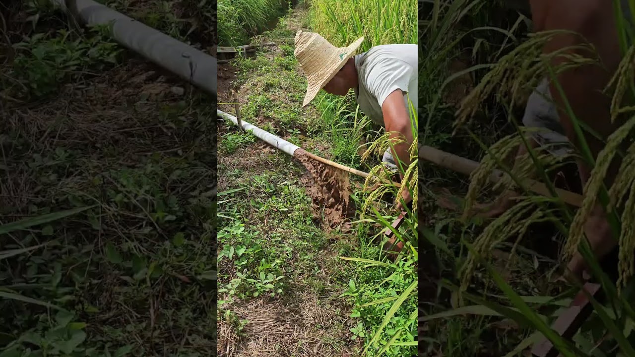 Green Irrigation Method: PVC Siphon Experience