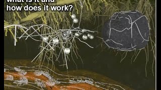 Mycorrhiza II – what is it and how does it work?