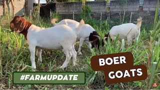 Boer Goats | Alpha Boers Goat Farm