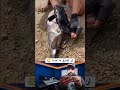 لن تصدق ما حدث شاهد الفيديو اكسبلور معجزات حيوانات رمله دويتو ترند Duet Birds معلومات 