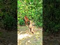 Cheetah Hesitates Before Attack 🐆 | WildVFX #Shorts #Wildlife #VFX #Cheetah #Survival