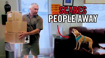 Why This Dog Lunges at Mailmen and Clients