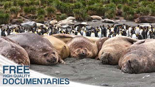Beautiful Antarctica  Tales from the End of the World