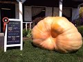 Learn how to grow GIANT Pumpkins!  Episode 1