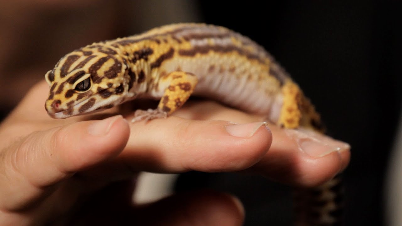 a pet gecko