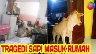 TRAGEDI SAPI MASUK RUMAH YANG BIKIN HEBOH!!