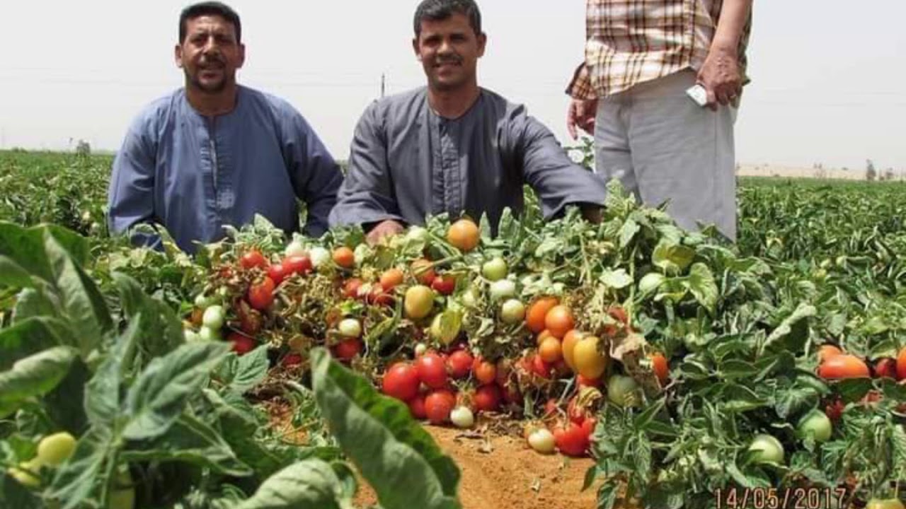 open field tomatoes farming in Pakistan. YouTube