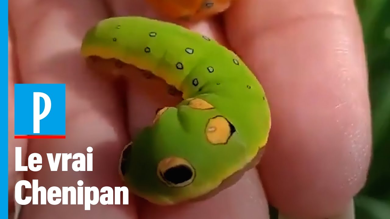 Cette Drole De Chenille Est Prise Pour Un Pokemon Vivant Youtube
