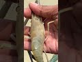 Catching Fish With Hands From Padma River#fish #shrimp #fishing
