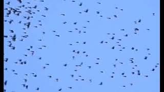 Chim héc xoan mới nhất, đầu mùa  mà đàn chim đông khủng khiếp