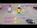 Mere Kabutar 🕊️Ko Yeh Kya Ho Gaya 😭//ମୋ ପାରା 🕊️ ଙ୍କୁ ଏ କଣ ହେଇଗଲା 🤭