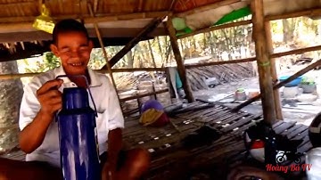 Cây Dầu Gái - Cổ Thụ Ở - Tri Tôn - An Giang