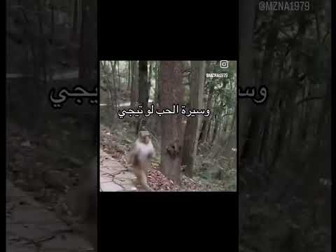 وسيرة الحب لو تيجي