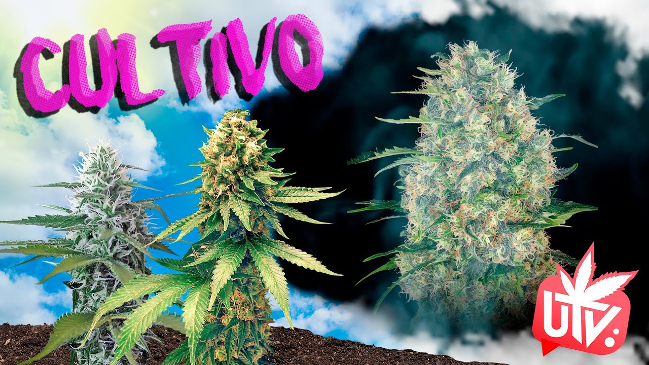 Genéticas: BLACK DOMINA 🍇