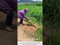 Roadside Weeding the Traditional Way – A Quiet Act of Community Care 🧹🌾