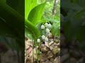 #orchid #fragnanceofflowers #whiteflowers #rarepinkflowers #multipleflowers #diversity#flora #botany