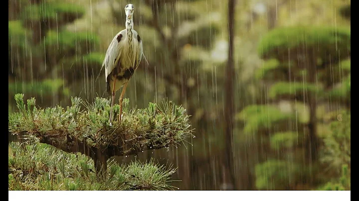 Birds Chirping and Singing in Rain, Relaxation, Meditation, Nature Sound
