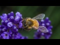 Lavender Festival