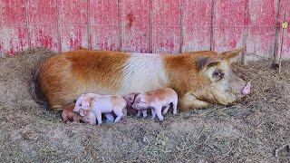 How Are Mom and The Piglets Doing