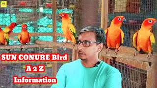 sun conure bird breeding tipssun conure parrot breeding agesun conure bird information sunconure