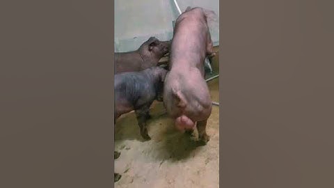 binary sow #breeding pig 28