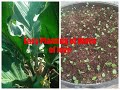 How to Propagate | Plant Wave of Love | Anthurium Plowmanni