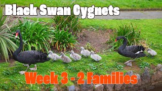 Super Cute Black Swan Cygnets - Week 3 and 2 Familes