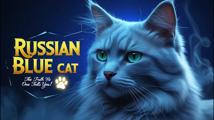 Video 8772761: russian blue cat breed, feline