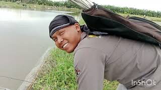 Download Lagu bukak kolam ke 2 tgl,30,11,2025, tiket 70 ribu kolam pak amin di paluh manan jam 6 pagi MP3