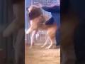KANGAL X Alabai mix pulls owner to attack an Alabai dog!!!