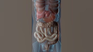 Why Your Gut is Your Second Brain