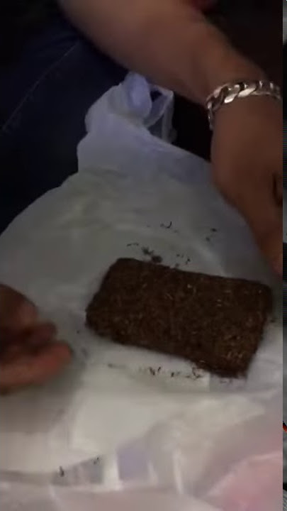 Ganja bata cincang