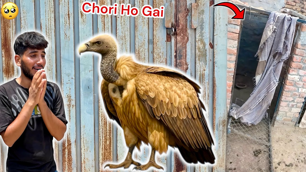HAMARA VULTURE CHORI HO GYA 🥺💔