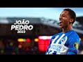 Joo pedro is showing his talent at brighton