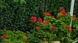 Manas Kurdundan Bu Işlemi Yaparak Anında Kurtulun. Zahmetsiz Uğraşsız Bir Işlem.