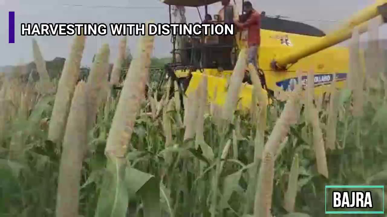 Bajra Harvesting by New Holland Multicrop Combine Harvester "HarveStar" TC 5.30 in India