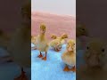 Little Ducklings Quack....Cute Baby Ducks! #shorts #kittens #cats #animals #viral #trending #duckli