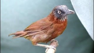 Pancingan Tepus kepala abu bahan cepat bunyi ‼️Tepus lain langsung respon 