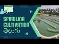 central institute of fisheries education mumbai telugu farmers Spirulina cultivation telugu